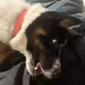 lost male dog shiloh