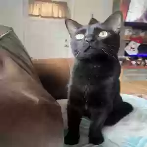 lost male cat romeo