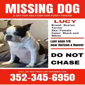 lost female dog lucy