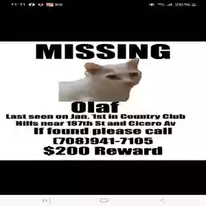 lost male cat olof