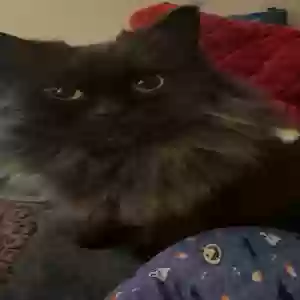 lost male cat lumi