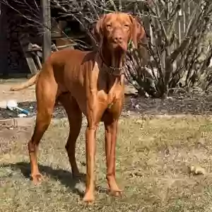 lost male dog jericho