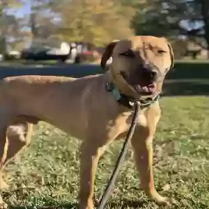 lost male dog mallu