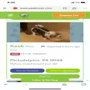 lost male dog kash