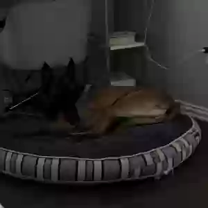 lost female dog luna