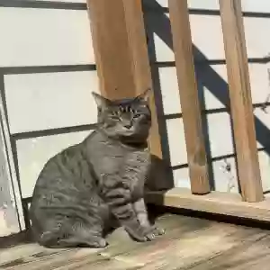 lost male cat tiny