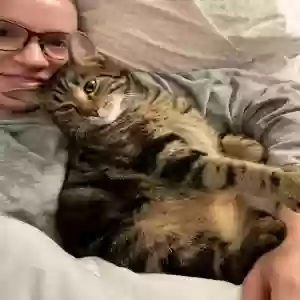 lost male cat alfie