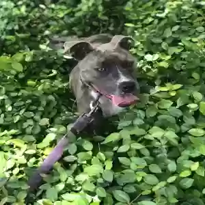 lost female dog daisy