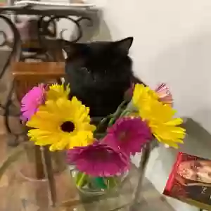 lost female cat dreka (floofy)