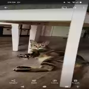 lost male cat tarzan