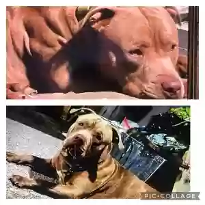 lost male dog trouble