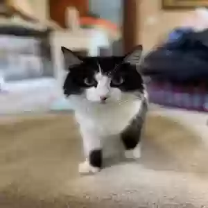 lost female cat sprik