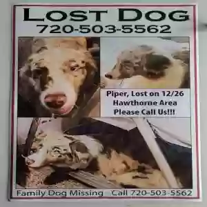 lost female dog piper
