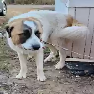 found male dog unknown