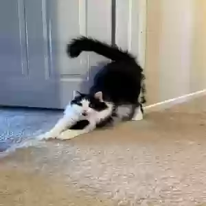 lost female cat sadie