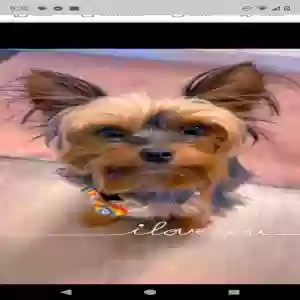 lost male dog mickey