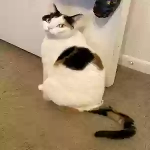 lost female cat petrie