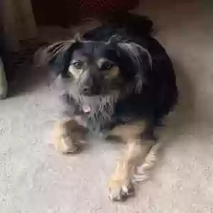 lost female dog ruby