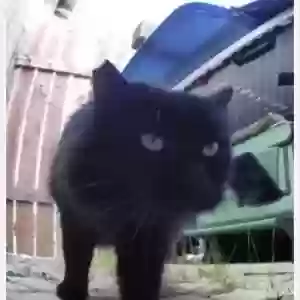 lost female cat onyx