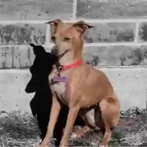 lost female dog queen (reina )