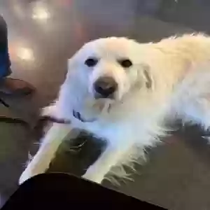 lost male dog rufus