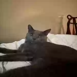 lost male cat mr. k