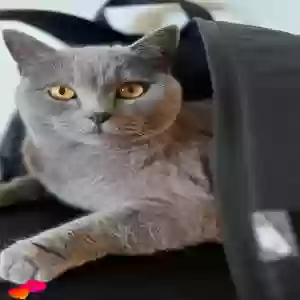 lost female cat kitten