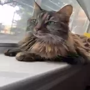 lost female cat princess leia