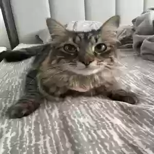 lost female cat mozbi