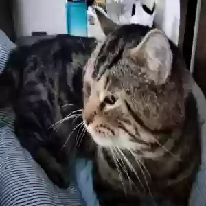 lost male cat meow