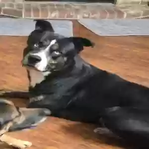lost male dog neo