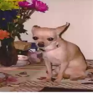 lost female dog baby