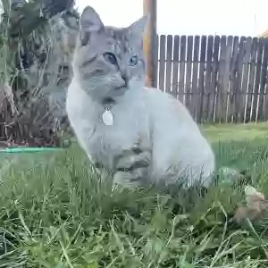 lost male cat oakley