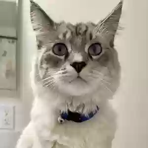 lost male cat ash