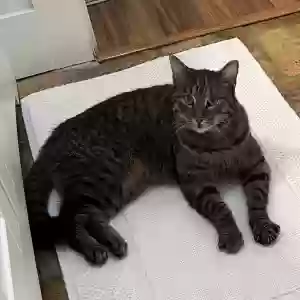 found male cat unknown