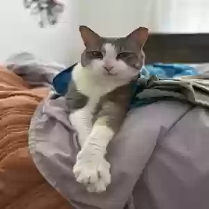 lost male cat leo