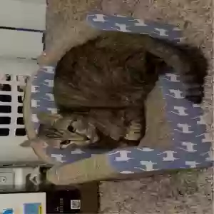 lost female cat nixie