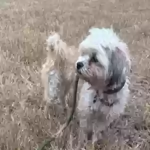 lost female dog lola