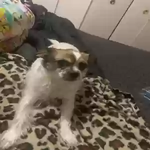 lost female dog unknown