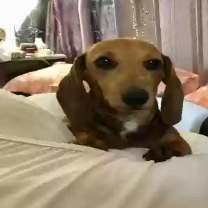 lost female dog dolly