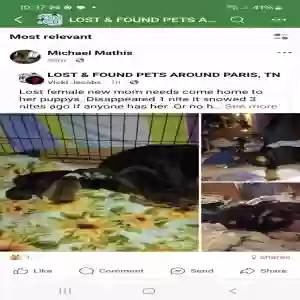 lost female dog monkey 