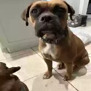 lost female dog freya