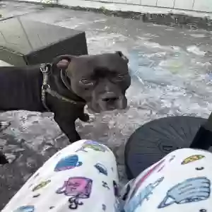 lost male dog pluto
