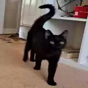 found male cat unknown