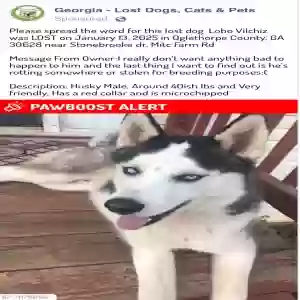 lost male dog lobo vilchiz