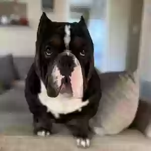 lost male dog bane