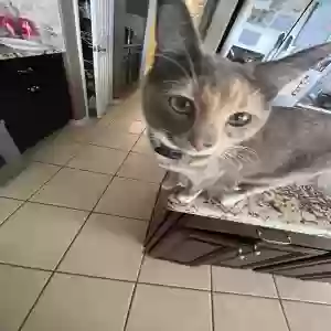 lost female cat eloise