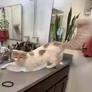 lost male cat union