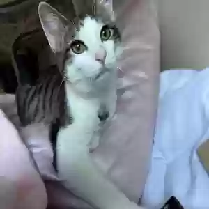 lost male cat killua