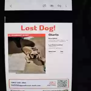 lost male dog charlie